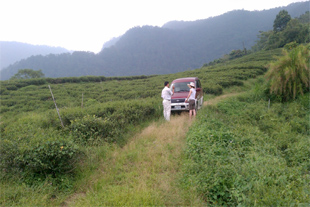 Taiwan Organic Tea Farm Trip 2011